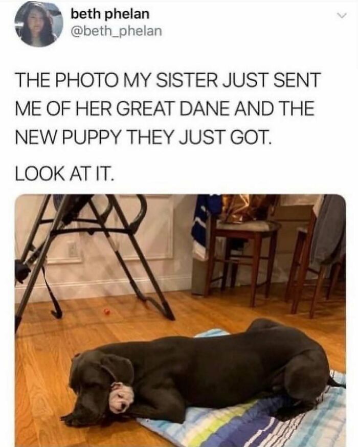 A hilariously adorable Great Dane dog cuddling with a tiny puppy, perfect for a dog meme.