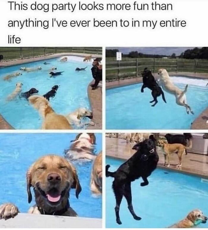 Multiple hilariously adorable dogs swimming and playing in a pool, creating a fun dog meme.