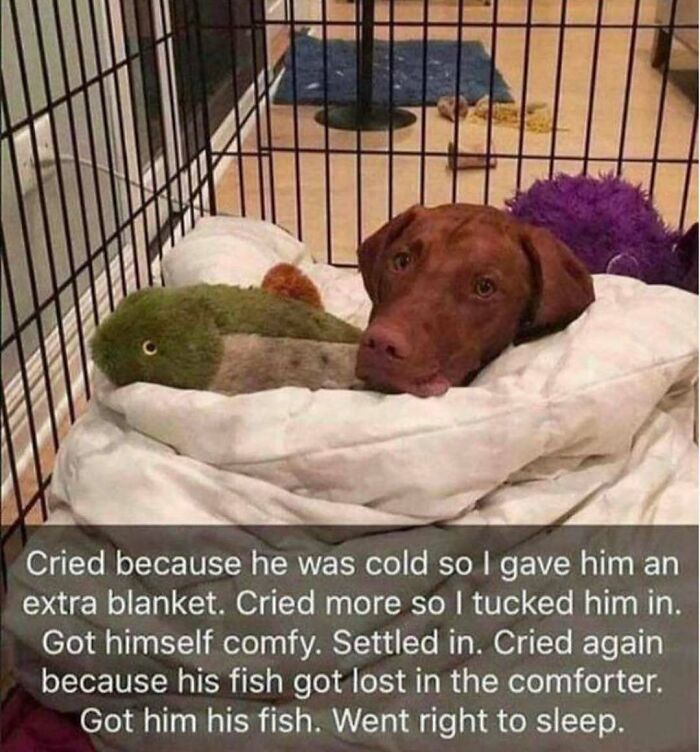 A brown dog looking cozy and tucked into a blanket with a toy fish, making an adorable dog meme.