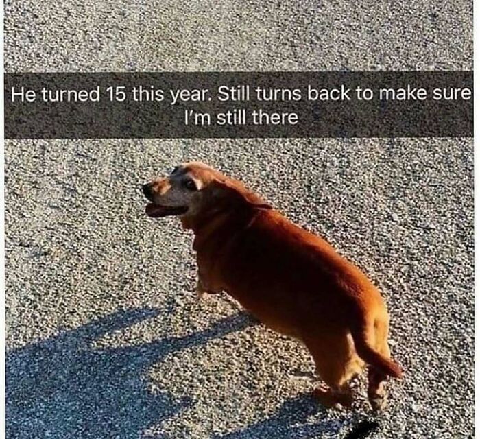 A hilariously adorable senior dog meme, a dachshund, walking on gravel and looking back to ensure its owner is there.