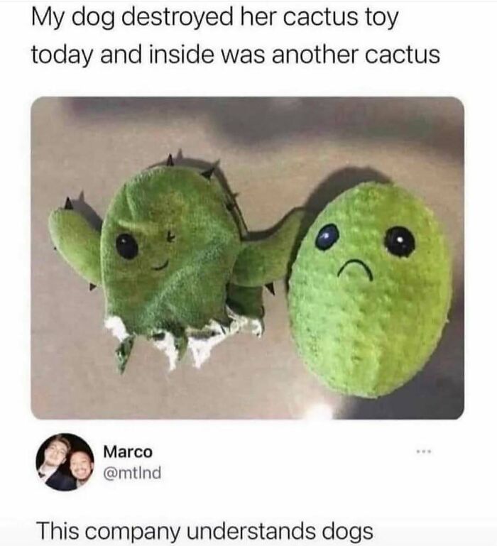 A hilariously adorable dog toy of a cactus that reveals another sad cactus inside when destroyed, showcasing funny dog behavior turned into memes.