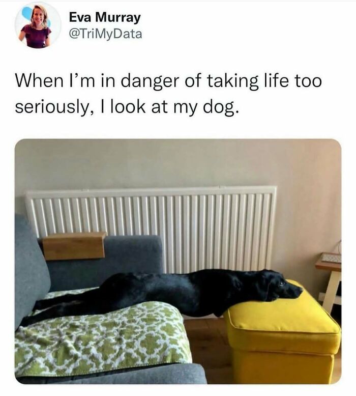 Hilariously adorable dog meme: a black dog stretched out on a couch and ottoman, looking relaxed.