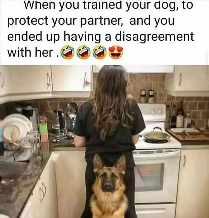 Hilariously adorable dog meme: a German Shepherd sitting between a person's legs in a kitchen, looking at the camera.