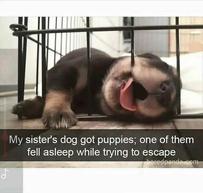 Hilariously adorable dog meme: a puppy with its tongue sticking out, caught between metal bars, appearing to be asleep.