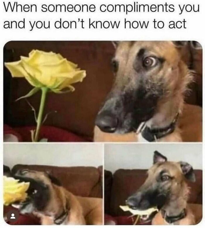 A hilariously adorable dog meme looking confused at a yellow rose, then trying to eat it.