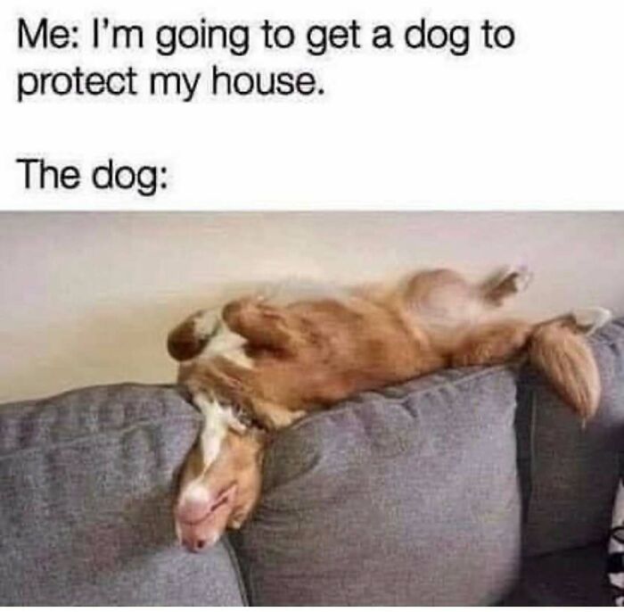 A hilariously adorable dog meme sleeping upside down on a couch, failing at its job to protect the house.