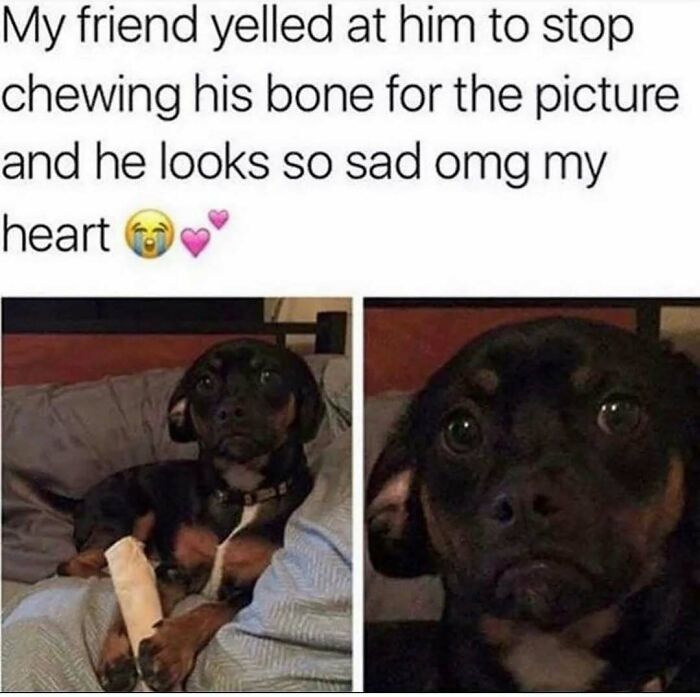 Hilariously adorable dog meme: two images of a dog looking sad after being told to stop chewing a bone.
