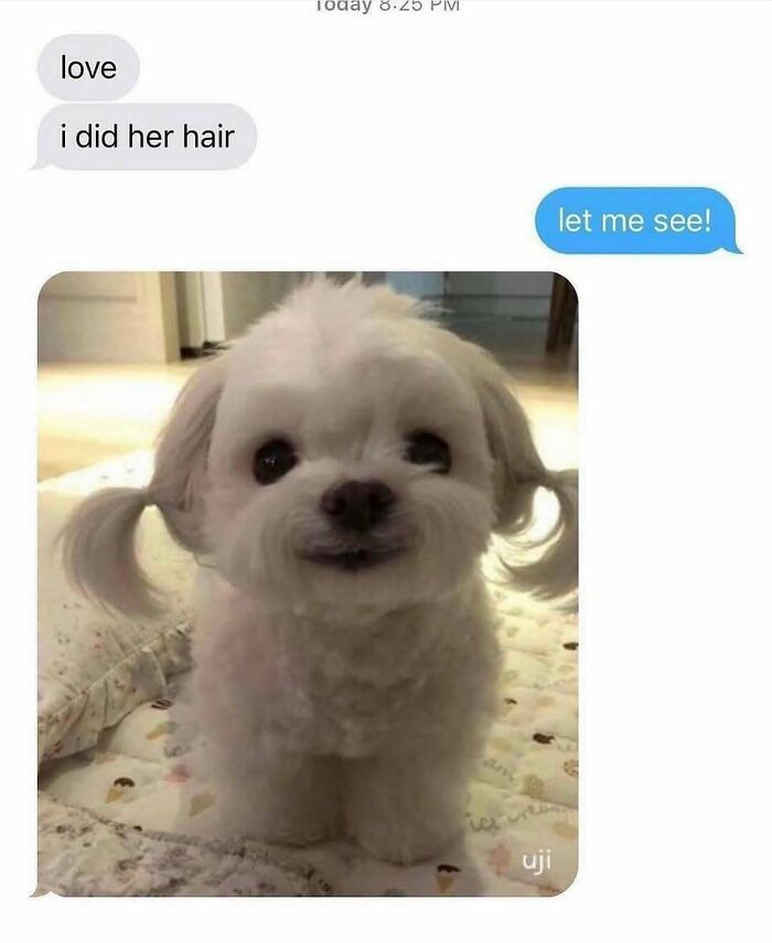 An adorable white dog with two pigtails, resembling a funny dog meme.
