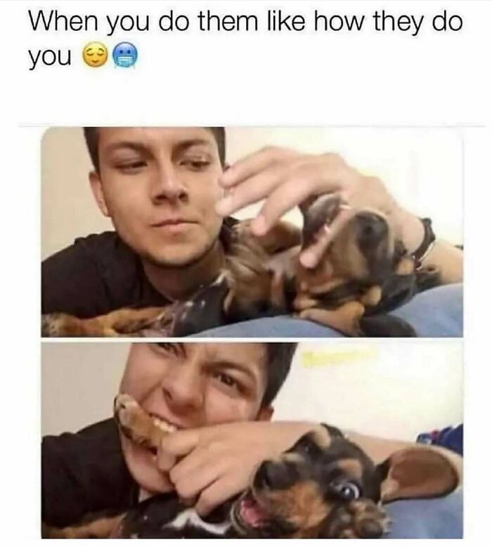 A person playfully biting a dog's leg, while the dog playfully bites back, creating an adorable dog meme.