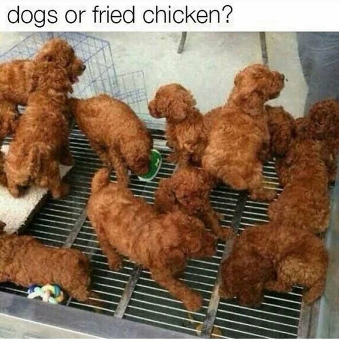 A group of golden-brown fluffy puppies in cages, looking like fried chicken, making a hilarious dog meme.