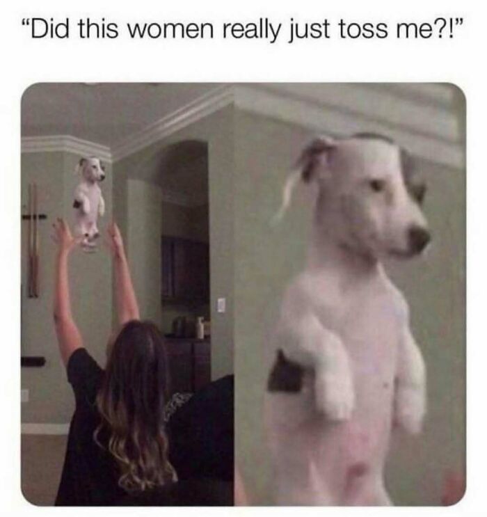 A hilariously adorable dog meme shows a woman tossing a small dog with a surprised expression.