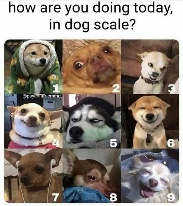 Nine different dogs expressing various emotions, making hilariously adorable dog memes.
