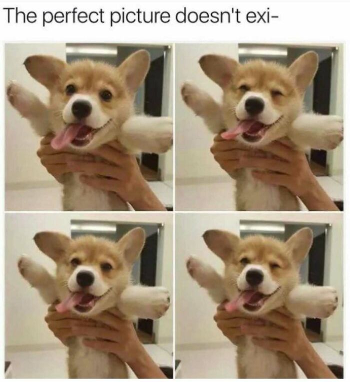 Four panels of a hilariously adorable dog meme featuring a happy corgi puppy being held, sticking out its tongue.
