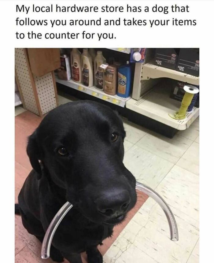 A black dog in a hardware store, holding a plastic tube in its mouth, an example of hilariously adorable dogs.