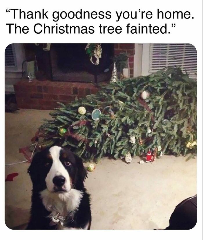 A hilariously adorable dog meme featuring a dog sitting in front of a fallen Christmas tree, looking guilty.