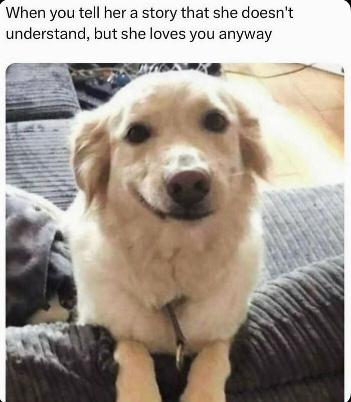 Hilariously adorable dog smiling sweetly, not understanding a story but showing love, a funny dog meme.