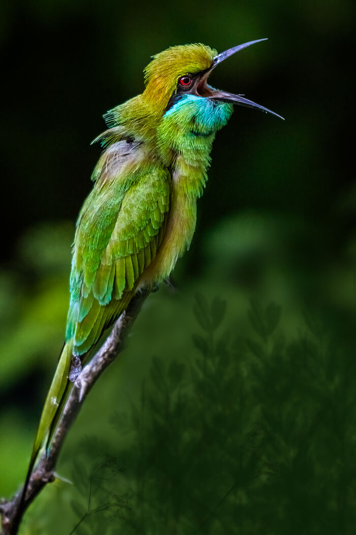 Singing Bird By Santosh Gorla