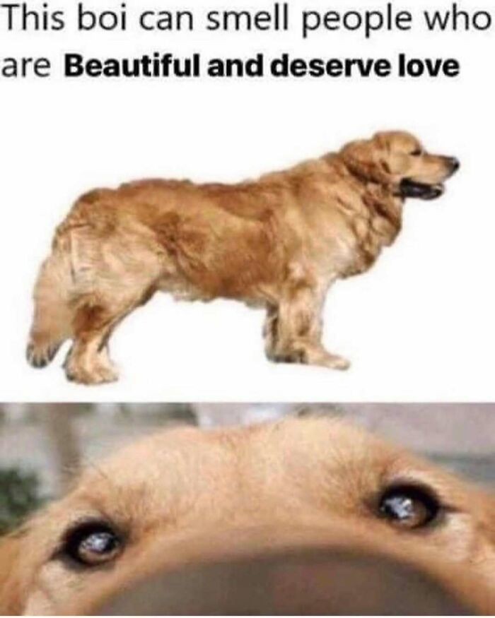 Hilariously adorable dog meme with a golden retriever sensing beautiful people, focusing on its wide eyes.