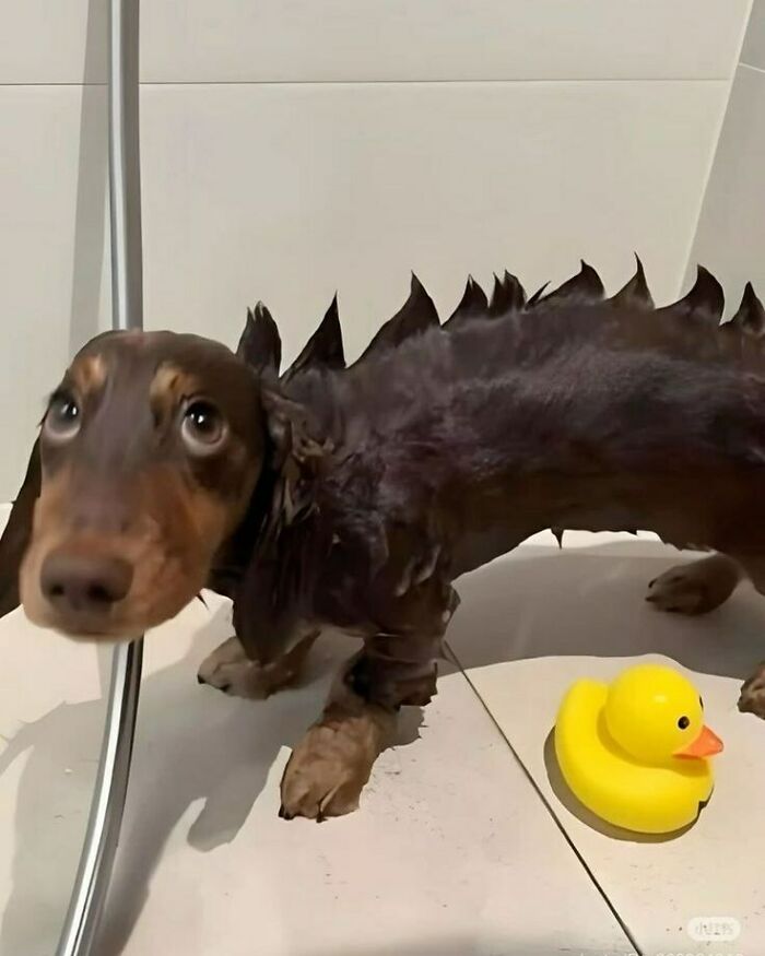 Cute-Dog-Bath-Pictures