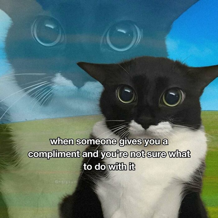 Black and white cat with big eyes unsure about compliments meme