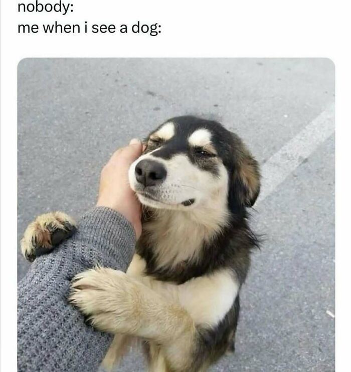 A person's hand caressing a happy dog's face, a sweet moment turned into a dog meme.