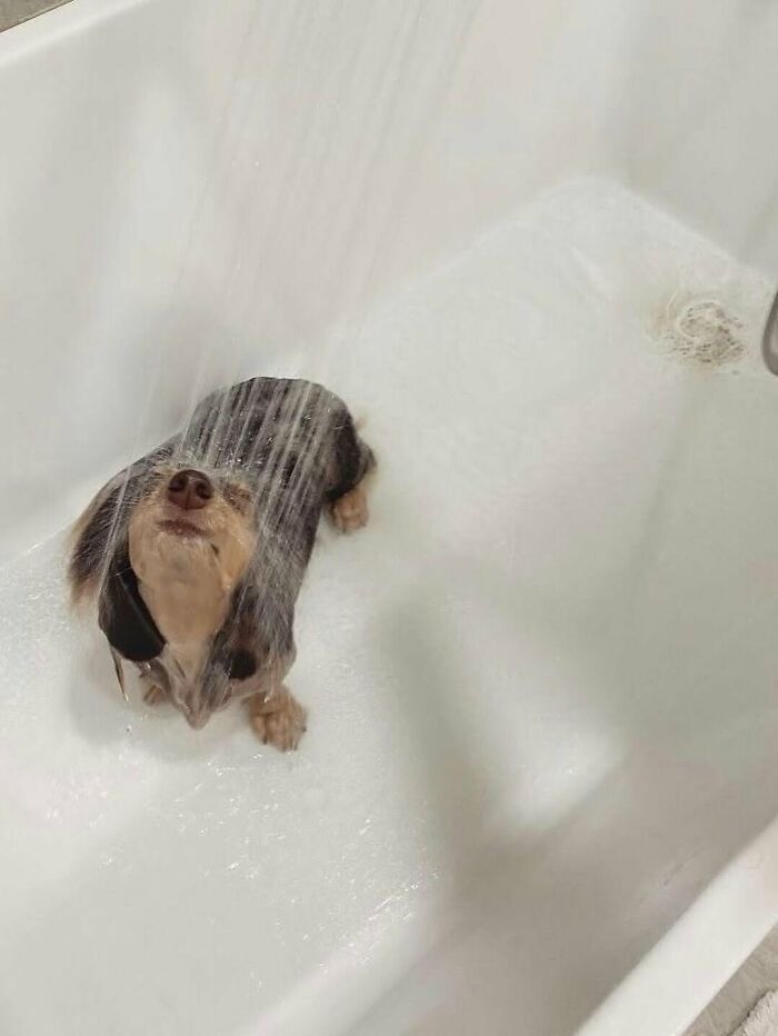 Cute-Dog-Bath-Pictures