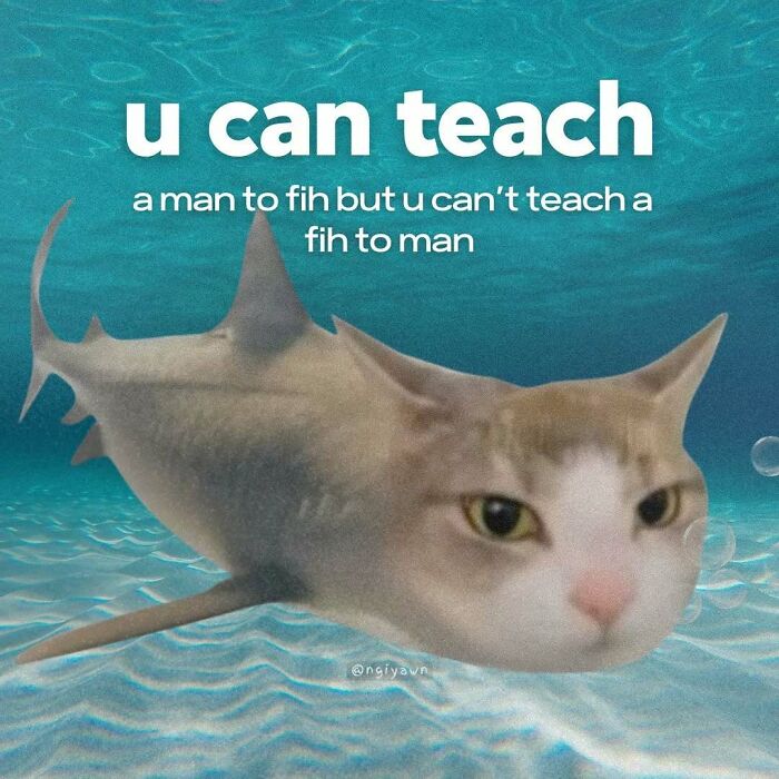 Cat-shark hybrid meme with text about teaching a man to fish