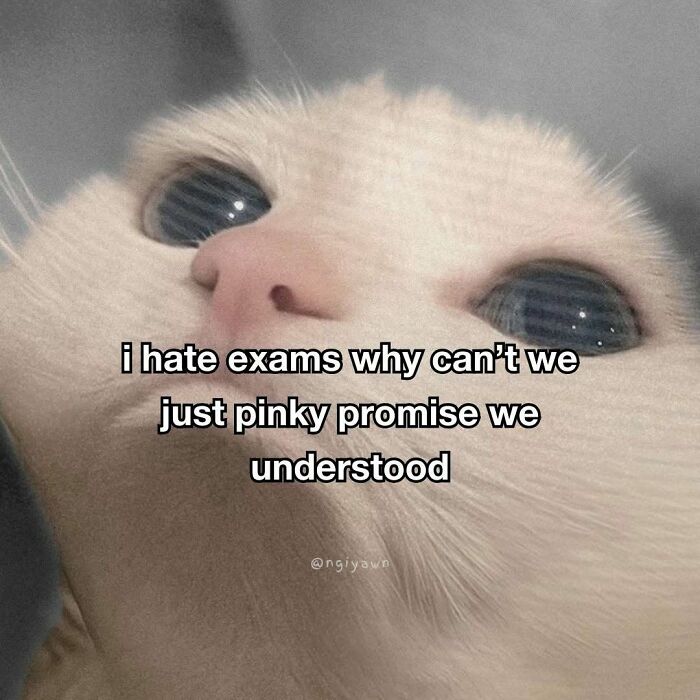 Relatable cat meme about hating exams and pinky promising understanding