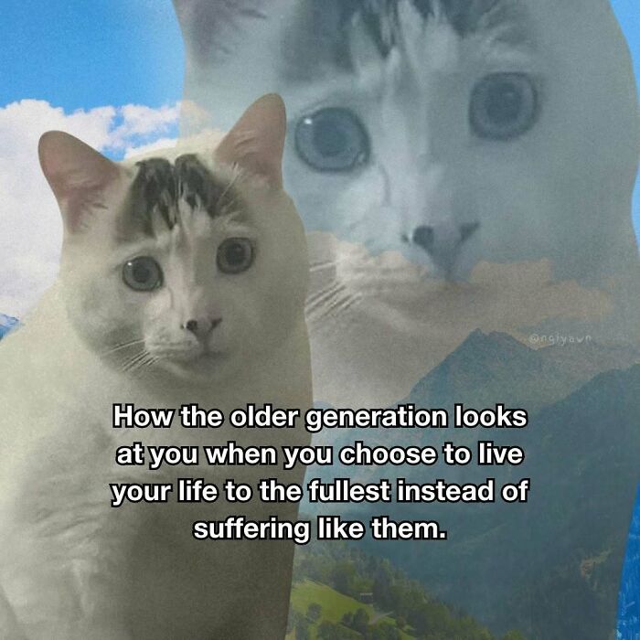 Older generation cat meme on living life to the fullest