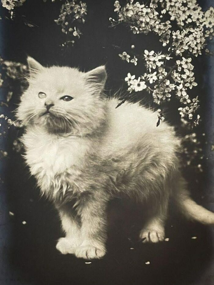 Victorianchaps-Interesting-Old-Victorian-Photos