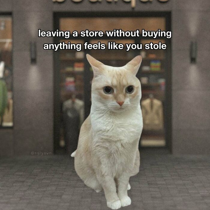 Relatable cat meme about leaving a store without buying anything feeling like stealing
