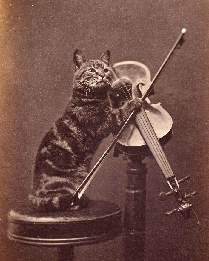 Victorianchaps-Interesting-Old-Victorian-Photos