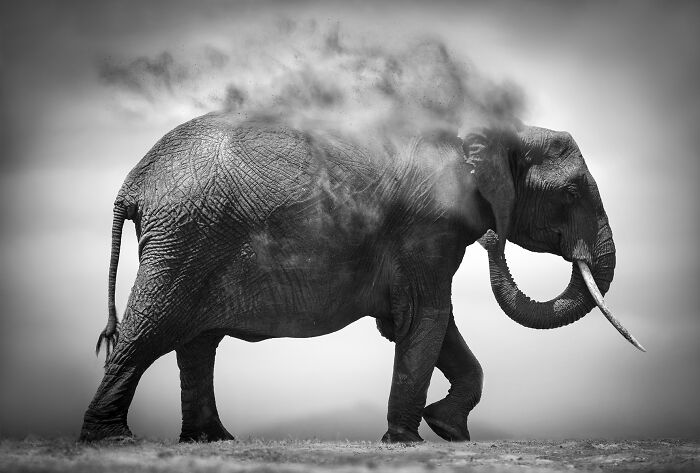 Monochrome wildlife photos of an elephant kicking up dust as it walks, showcasing its textured skin and a single tusk.