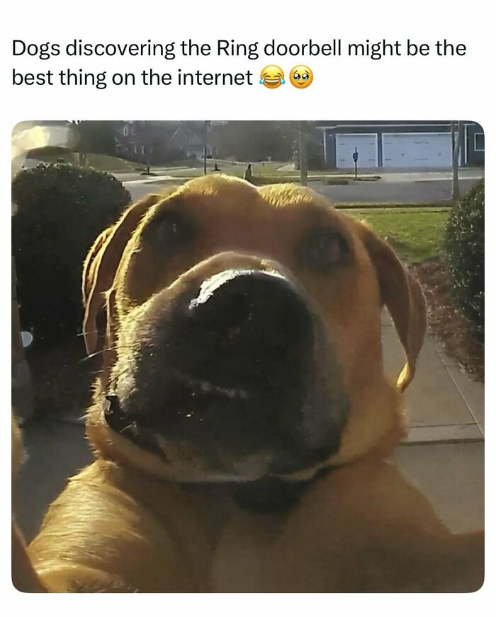 A dog's face captured close-up by a Ring doorbell camera, a funny dog meme.