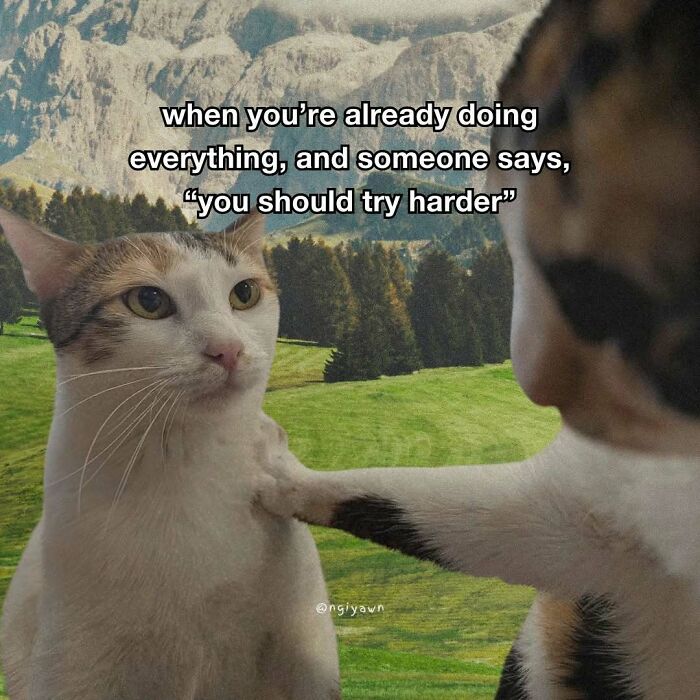Two cats with one pushing the other and relatable cat meme text about trying harder