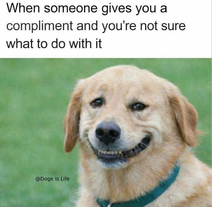 A golden retriever with an awkward smile, a hilariously adorable dog meme about compliments.