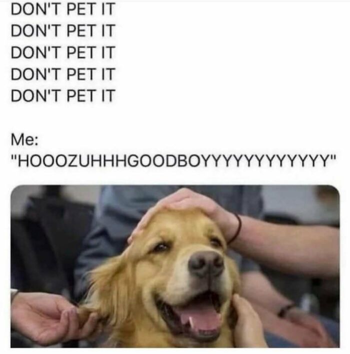Hilariously adorable dog meme: Golden retriever getting petted by multiple hands, looking happy. Text above reads 'DON'T PET IT' 'Me: HOOOZUHHHGOODBOYYYYYYYYYYY'