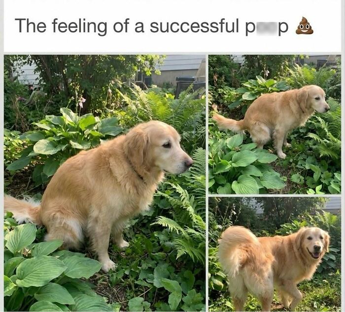 Hilariously adorable dog meme: A golden retriever in a three-panel image, appearing to defecate happily outdoors among plants, showcasing different angles.