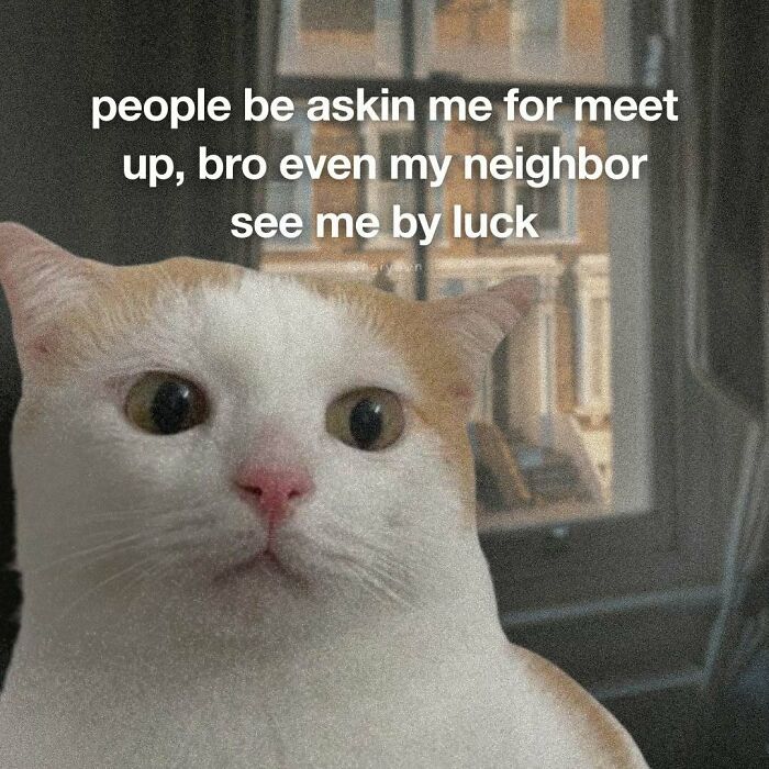 Relatable cat meme about avoiding meet ups and being seen by luck