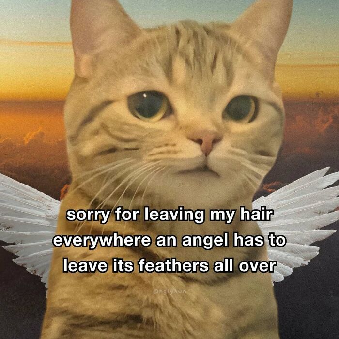 Relatable cat meme apologizing for leaving hair everywhere like an angel's feathers