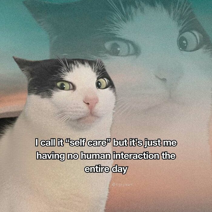 Cat meme about self care meaning no human interaction all day