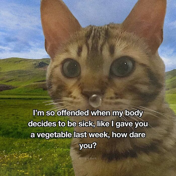 Cat meme about feeling offended when body gets sick with a droplet on the nose