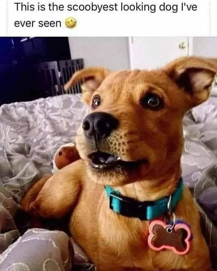 An adorable brown puppy with a blue collar that looks exactly like a real-life nostalgic 90s Scooby-Doo.