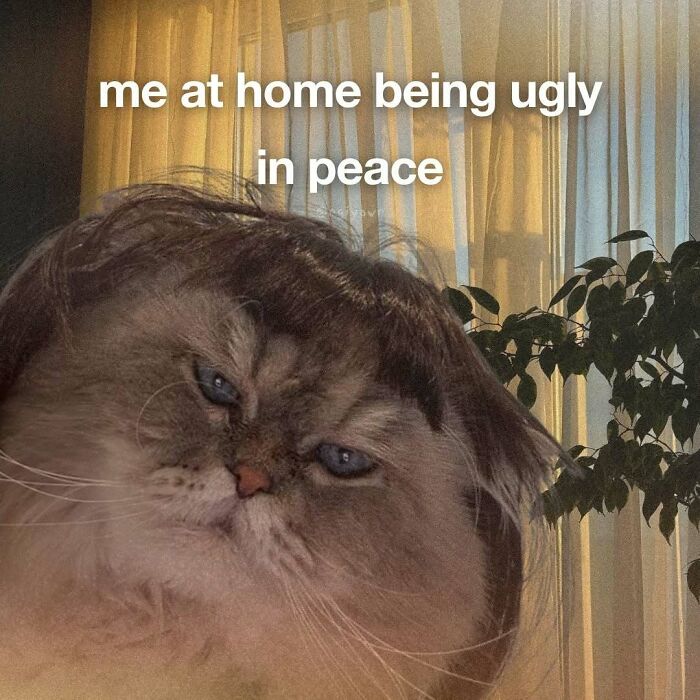Grumpy cat meme about being ugly at home in peace with curtain background