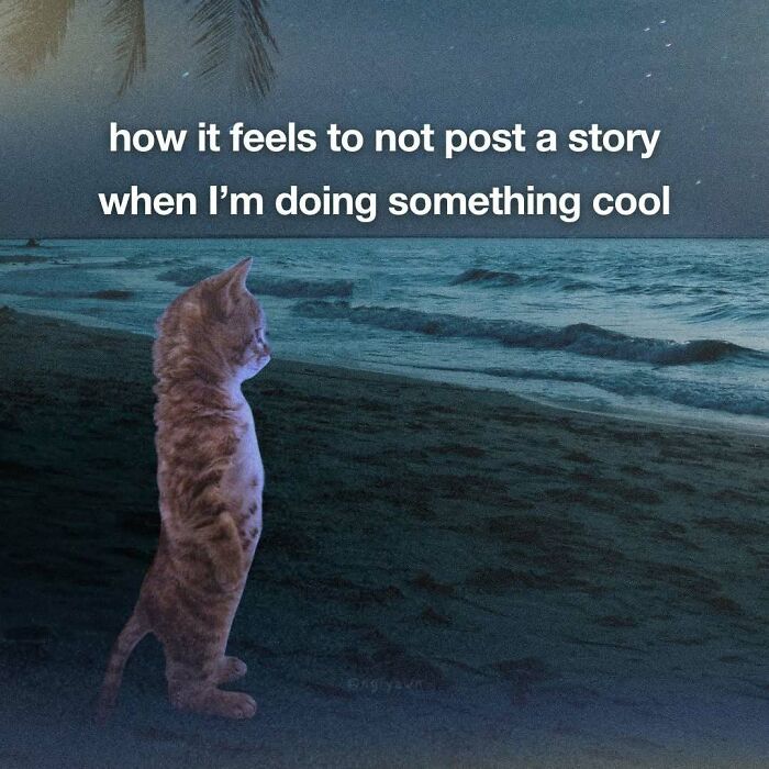 Cat meme of standing cat at night beach about not posting stories