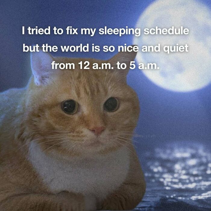 Cat meme with night sky about fixing sleeping schedule and quiet world