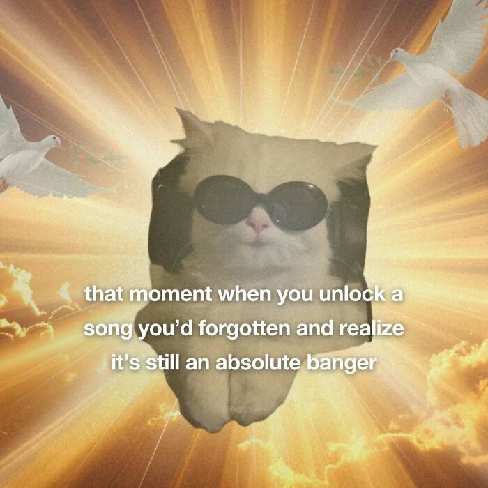 Cat meme about discovering a forgotten favorite song