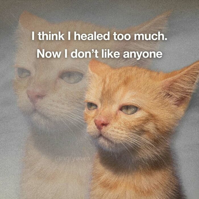 Relatable cat meme about healing too much and disliking people with a pensive orange cat