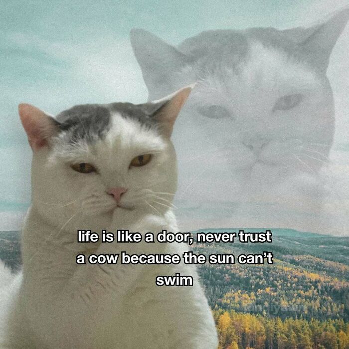 Relatable cat meme with text about life and trust featuring a thoughtful cat