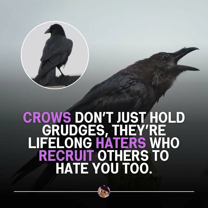 A meme featuring a crow, conveying a relatable message about holding grudges.